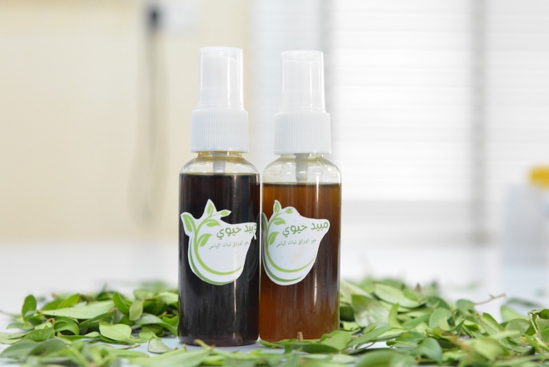 مبيد طبيعي من أوراق شجرة الياس يحصل على المركز الأول على مستوى الدول العربية والإسلامية